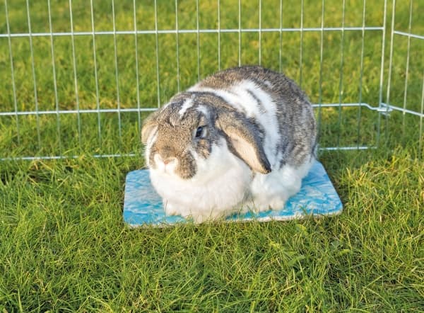 Trixie Køleplade til små dyr, 28 × 20 cm, blå