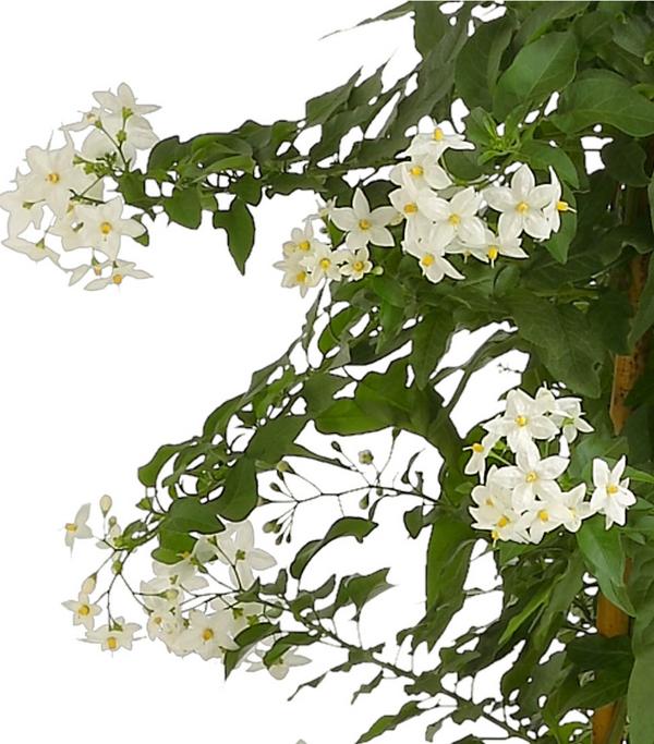 Jasminblütiger Nachtschatten, Säule