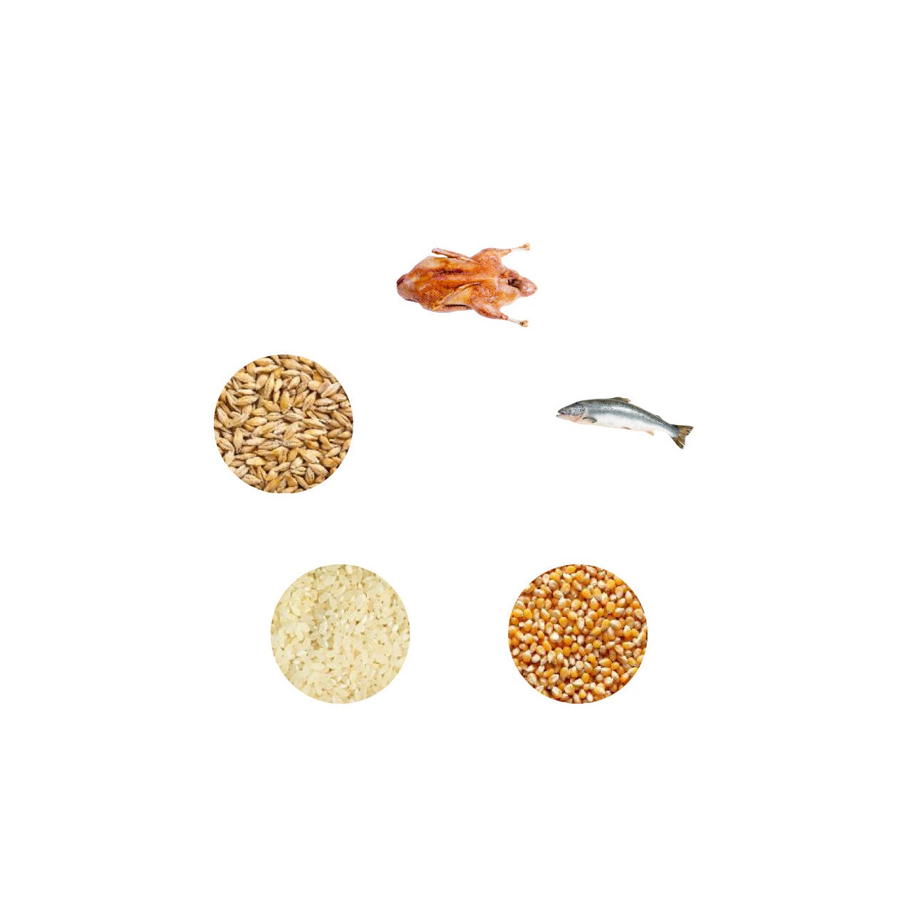 Dr John Ente und Lachs 2 kg