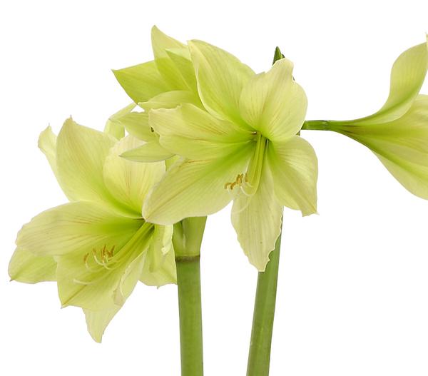 Amaryllis - Hippeastrum-Hybride, zweitriebig,