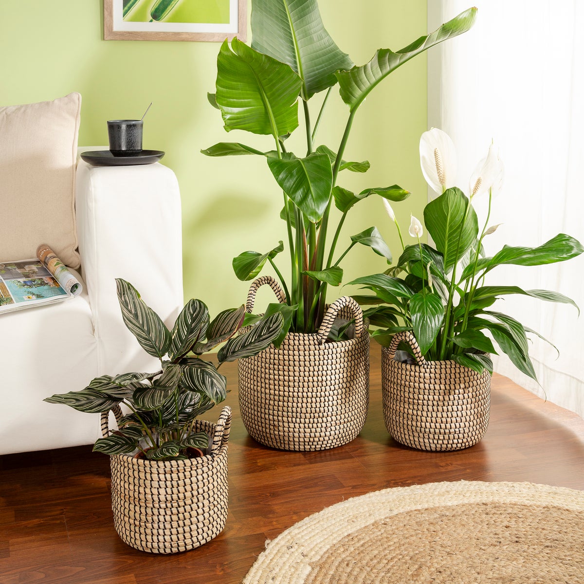 Scheurich Seagrass 22, plantenbak/mandpot met handgrepen van zeegras, kleur: zwart, diameter 22 cm, hoogte 19,5 cm, inhoud 7,5 l.