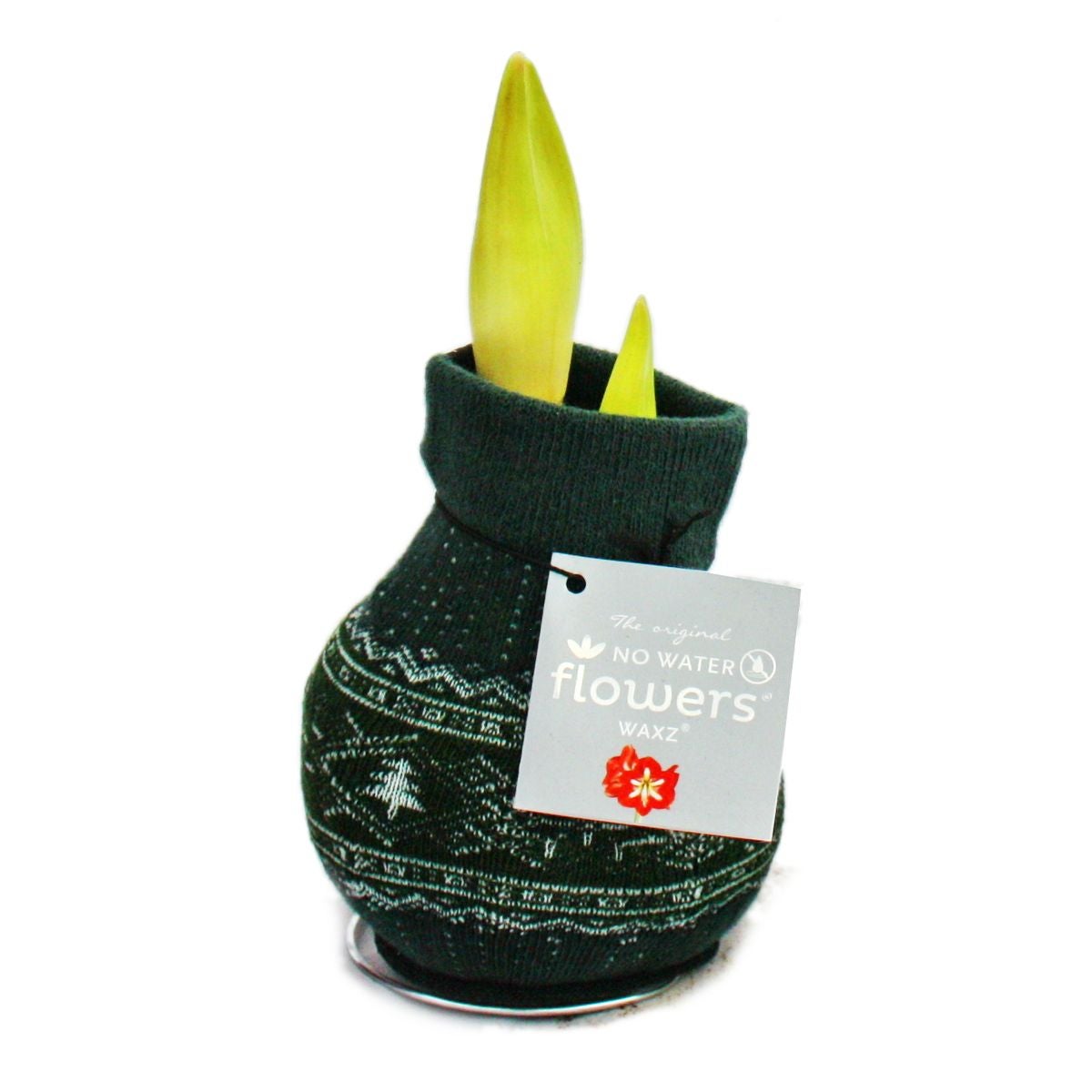Exotisch Hart - Amaryllisbol in Noorse sok - Knights Star - Het originele groene cadeau-idee