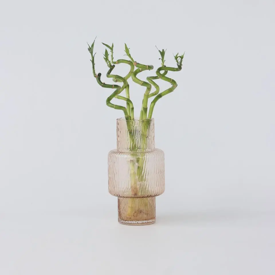 Geluksbamboe - Set van 12 - Dracaena sanderiana - Hoogte 40-50cm - ⌀2cm