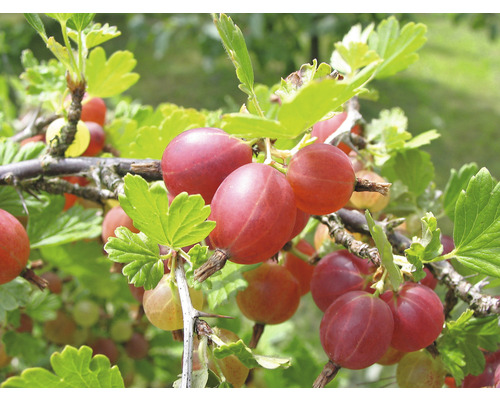 Biologische kruisbesstengels met lage doornen FloraSelf Biologische Ribes uva-crispa 'Captivator' Co 5 L