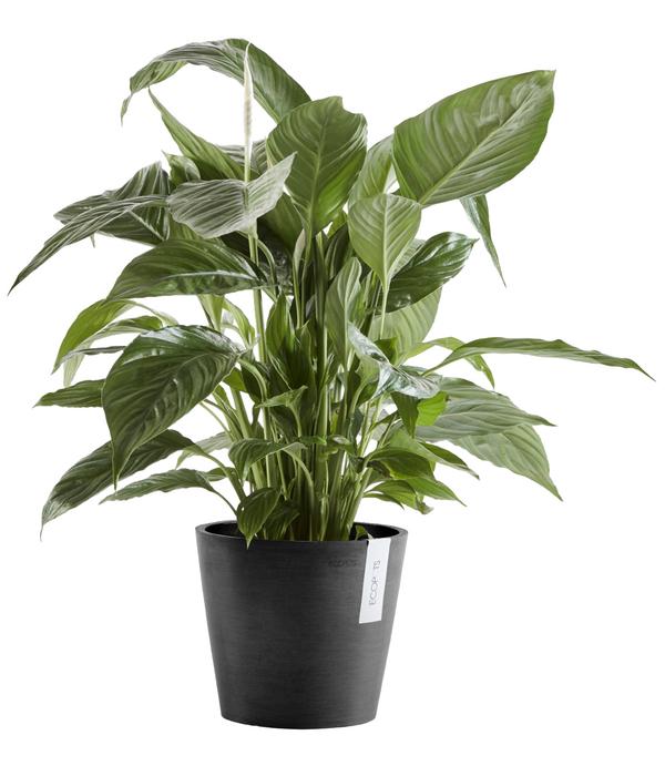 Ecopots Kunststoff-Topf Amsterdam mit