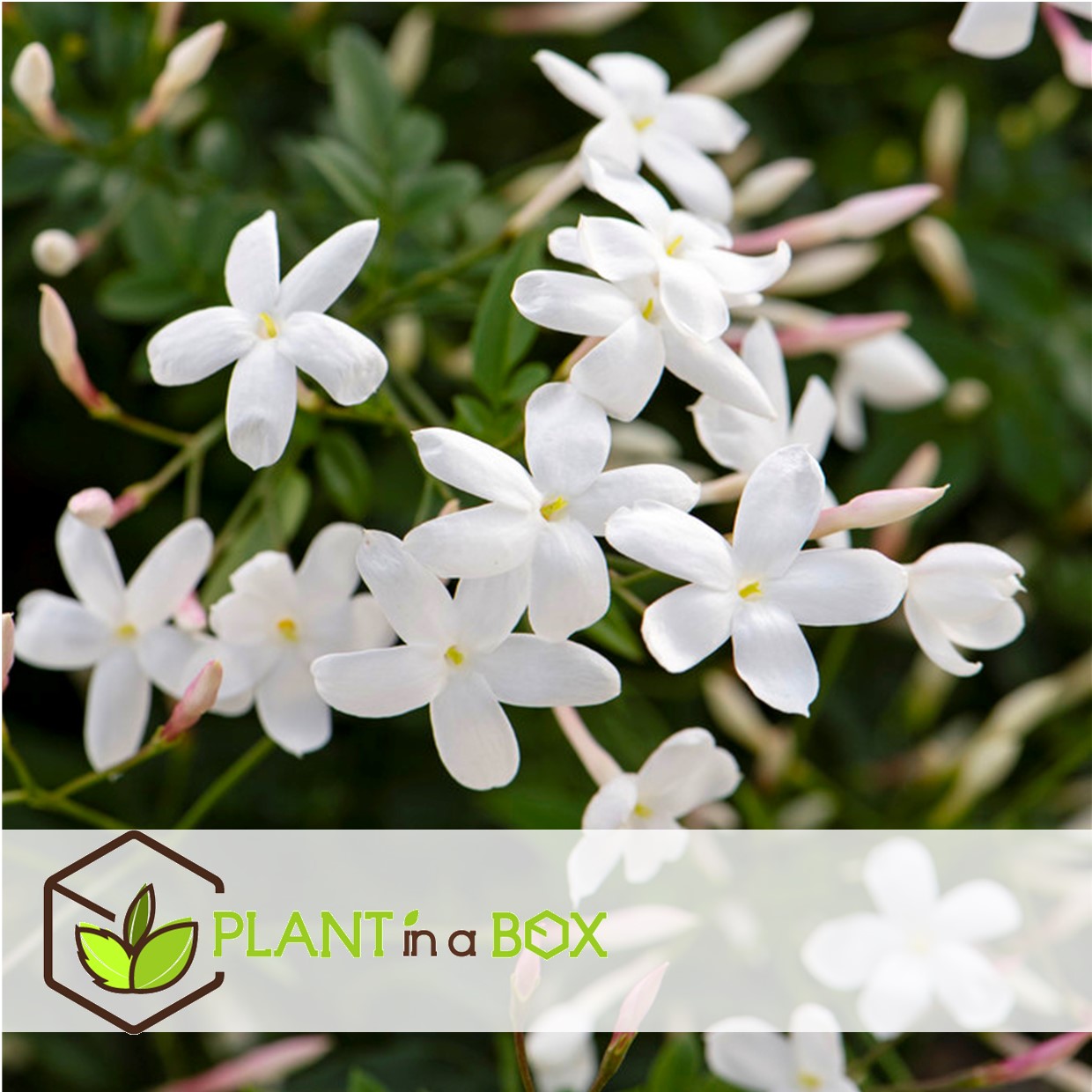 Jasminoides officinale - set de 6 - blanc - jasmin - pot 9cm - hauteur 25-40cm