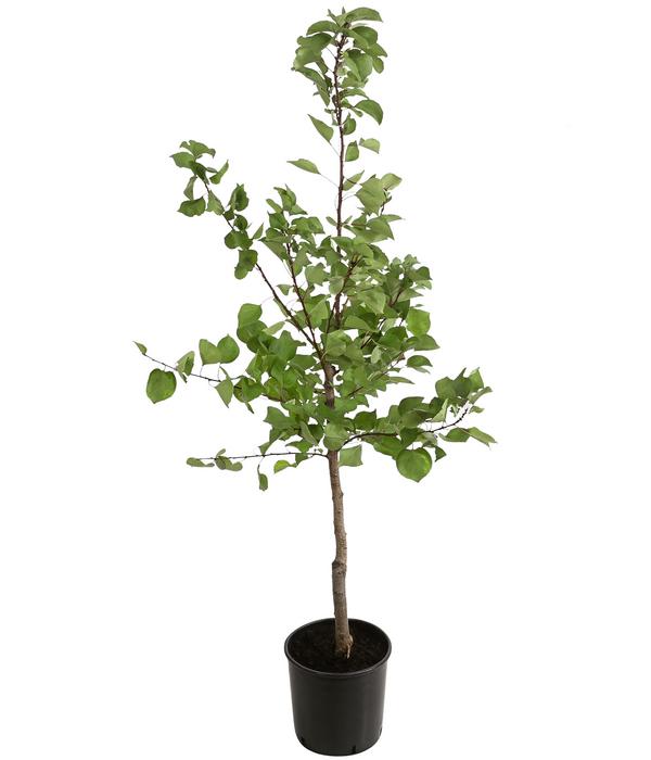 Aprikose 'Klosterneuburger'