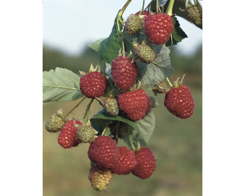 Biologische herfstframboos 'Zefa' FloraSelf Biologische Co 2 L