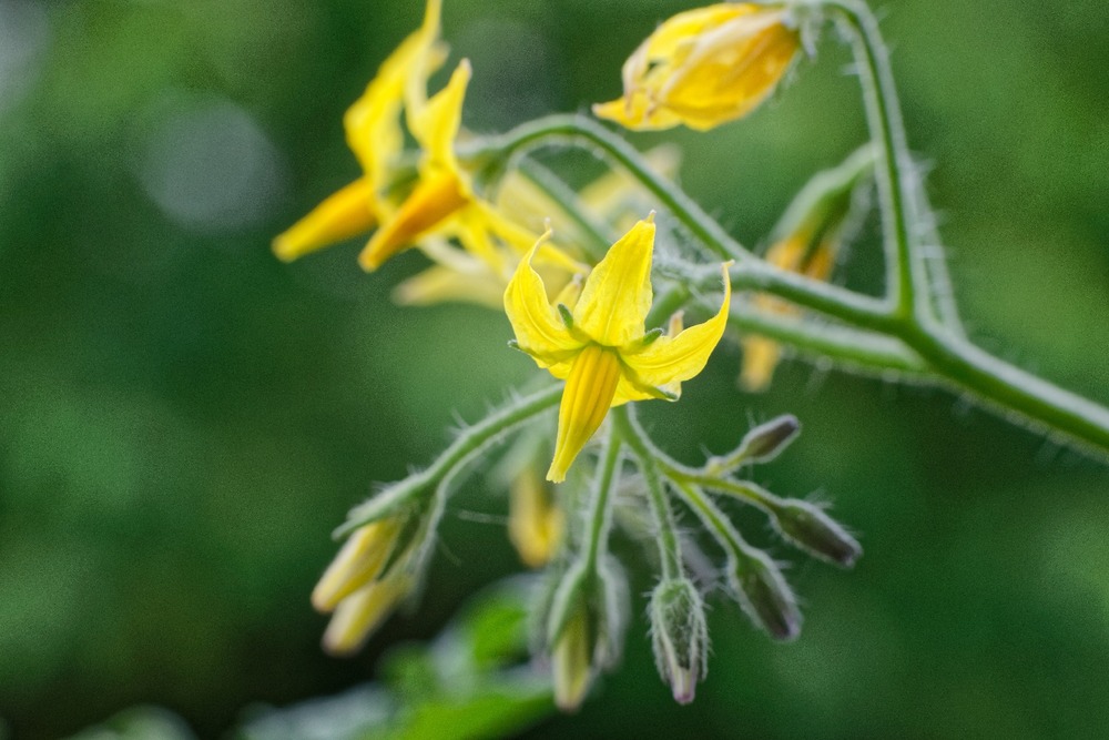 Bio - tomate - yellow submarine - 10 graines - avec substrat - solanum lycopersicum