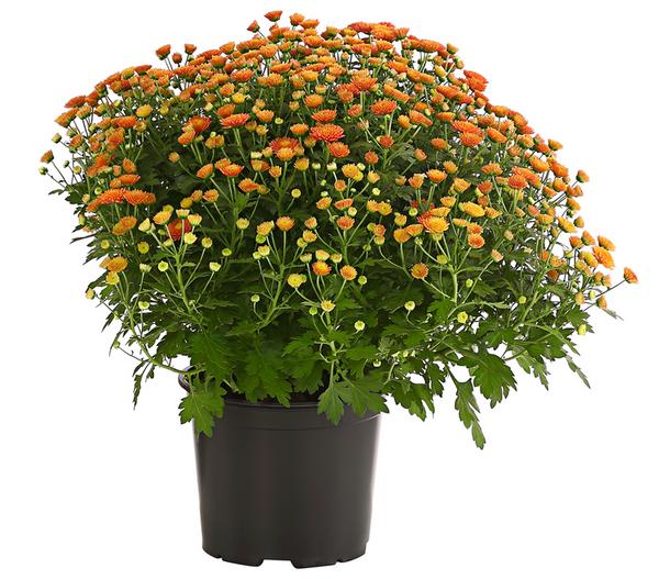 Herbst-Chrysantheme