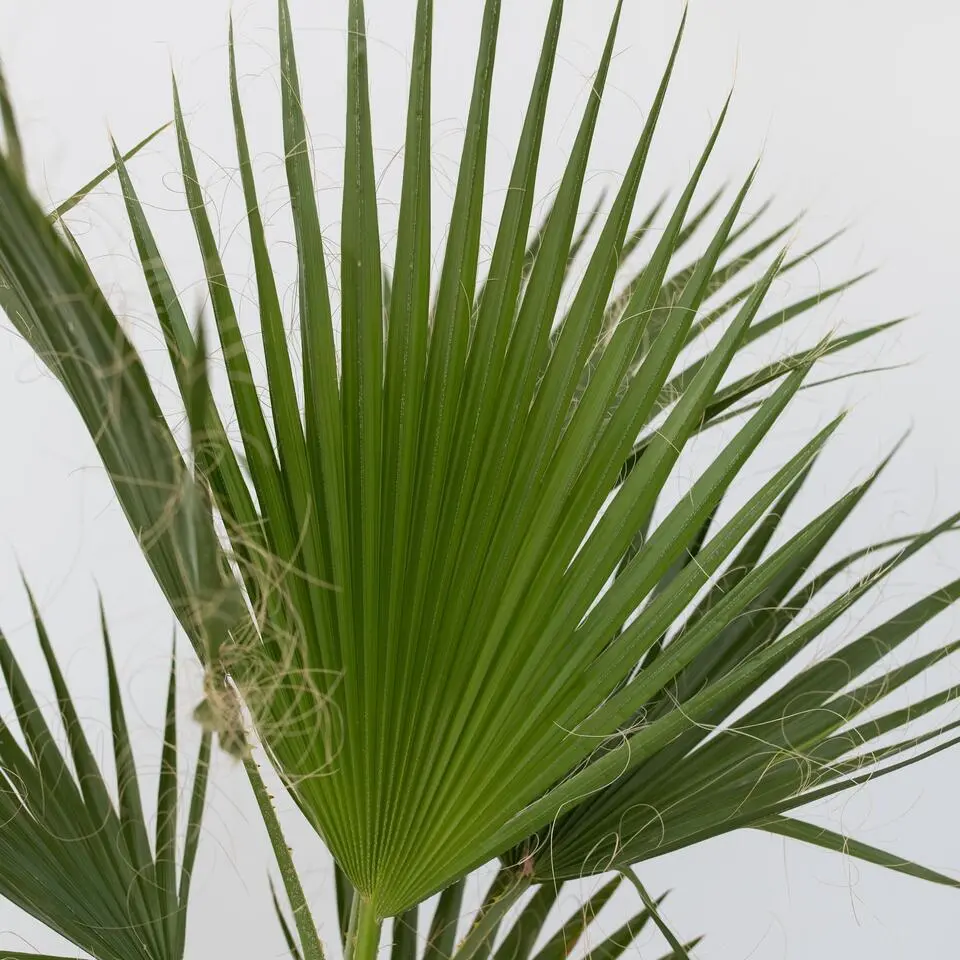 Mexicaanse waaierpalm - Washingtonia robusta - Hoogte 70-90cm - ⌀21cm