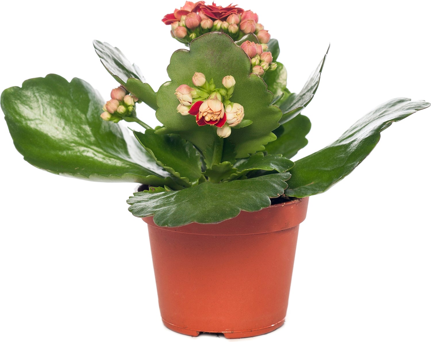 Kalanchoë (Kalanchoë blossfeldiana 'Red') D 8 H 15 cm