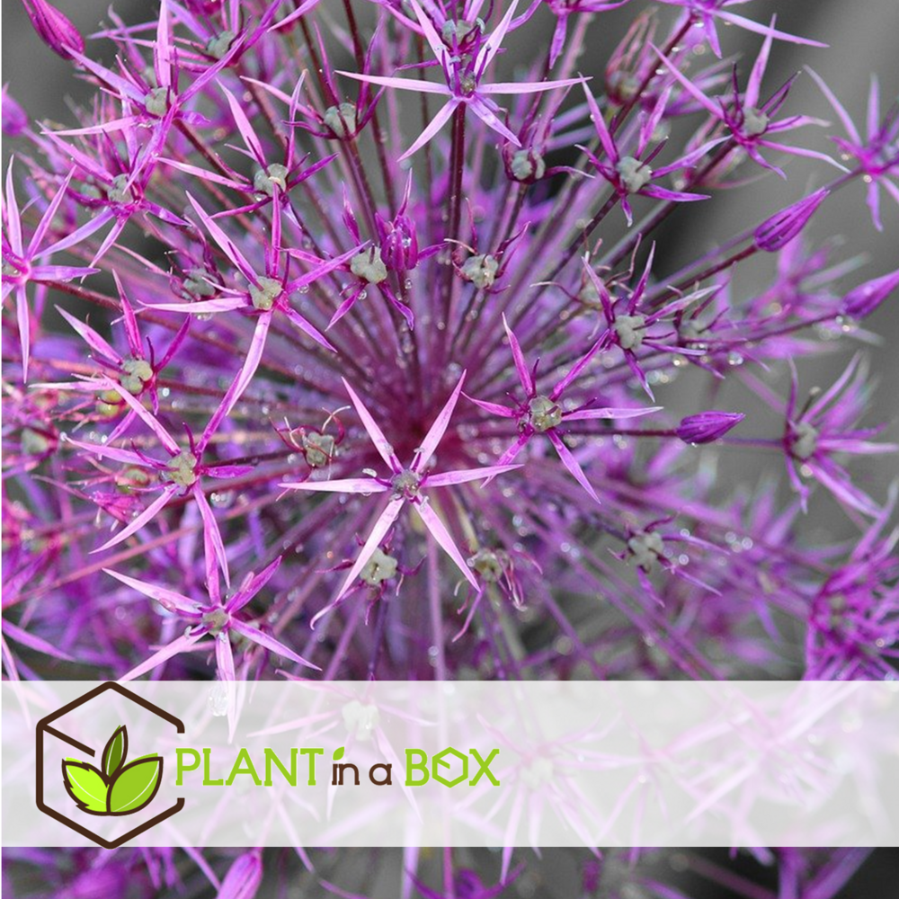 Allium christophii - bulbes de fleurs x15 - violet