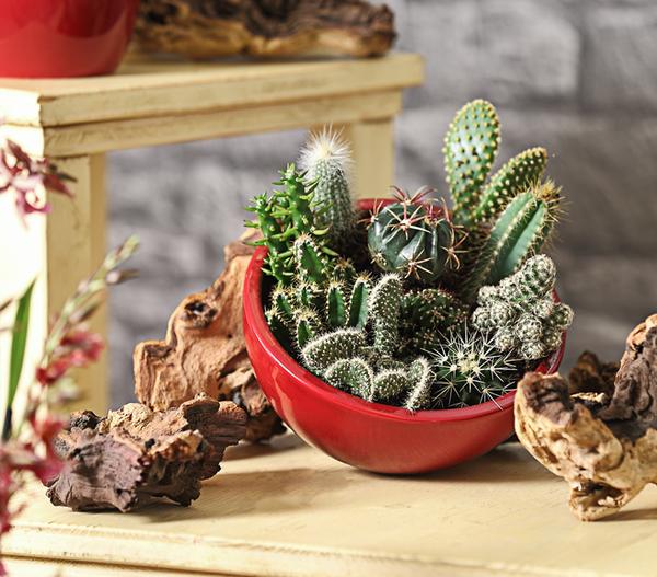 Kakteen-Set - Cactaceae, verschiedene Sorten