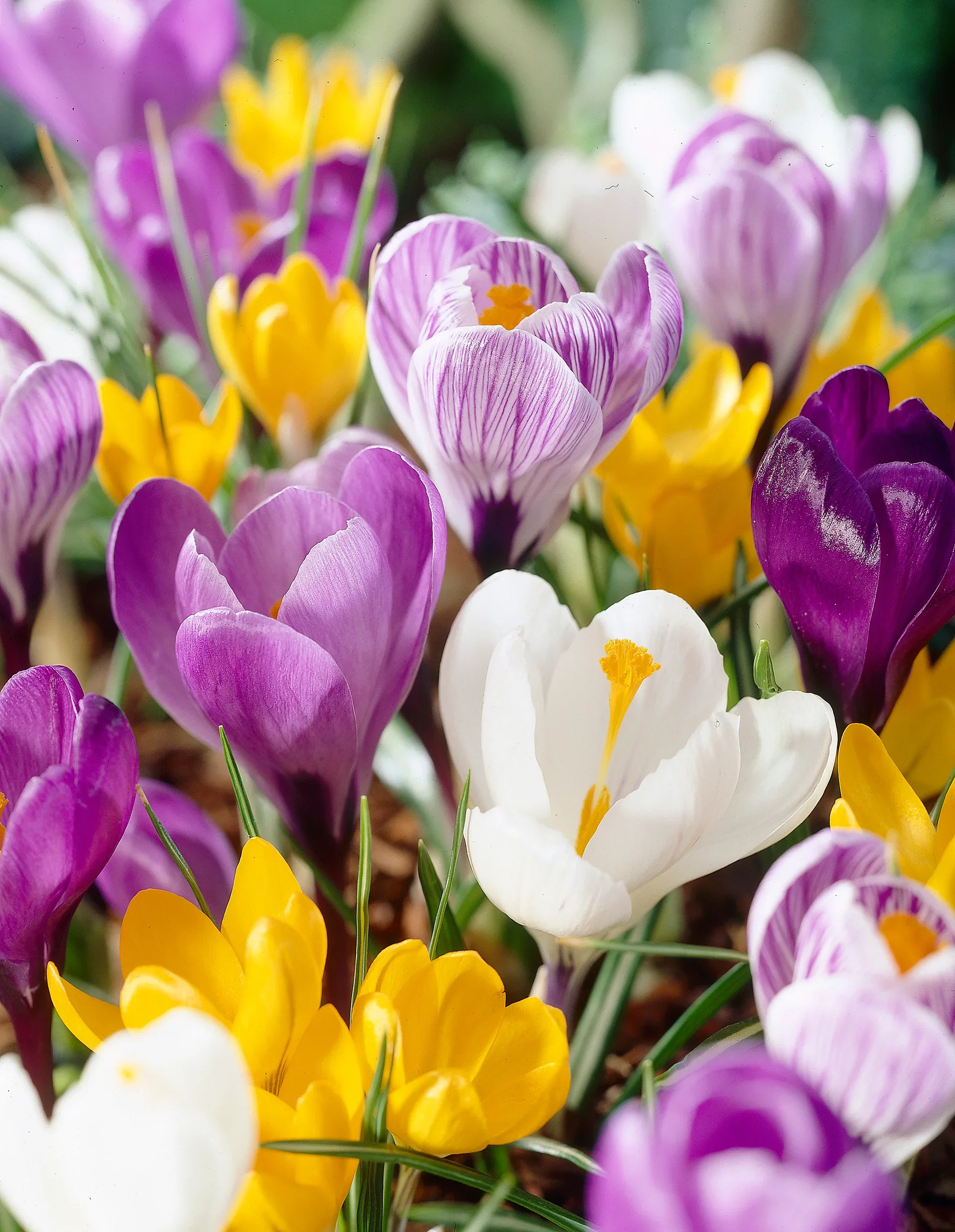 Crocus vernus Storblomstret krokus miks