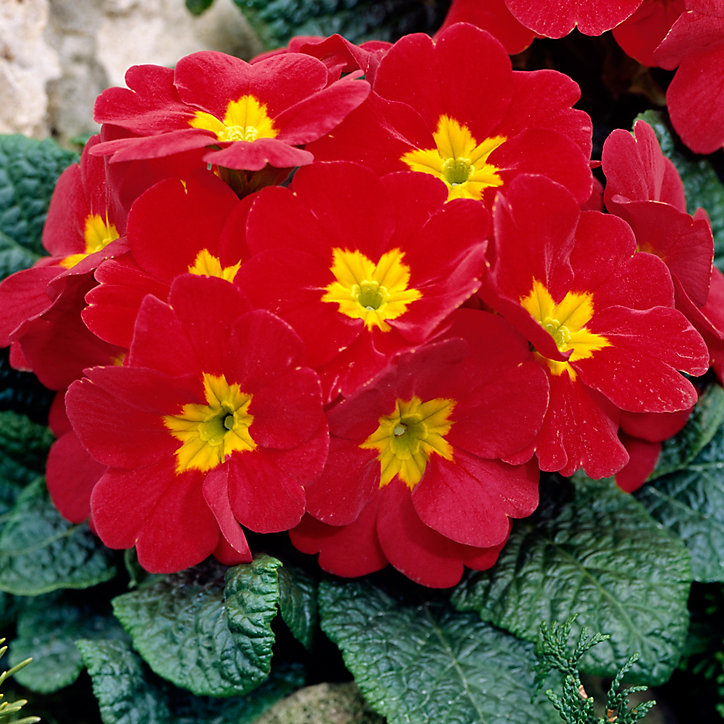 Primevère assortiment en pot 10,5 cm