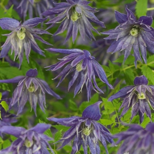 Bosrank (Clematis 'Octopus' PBR) D 16 H 75 cm