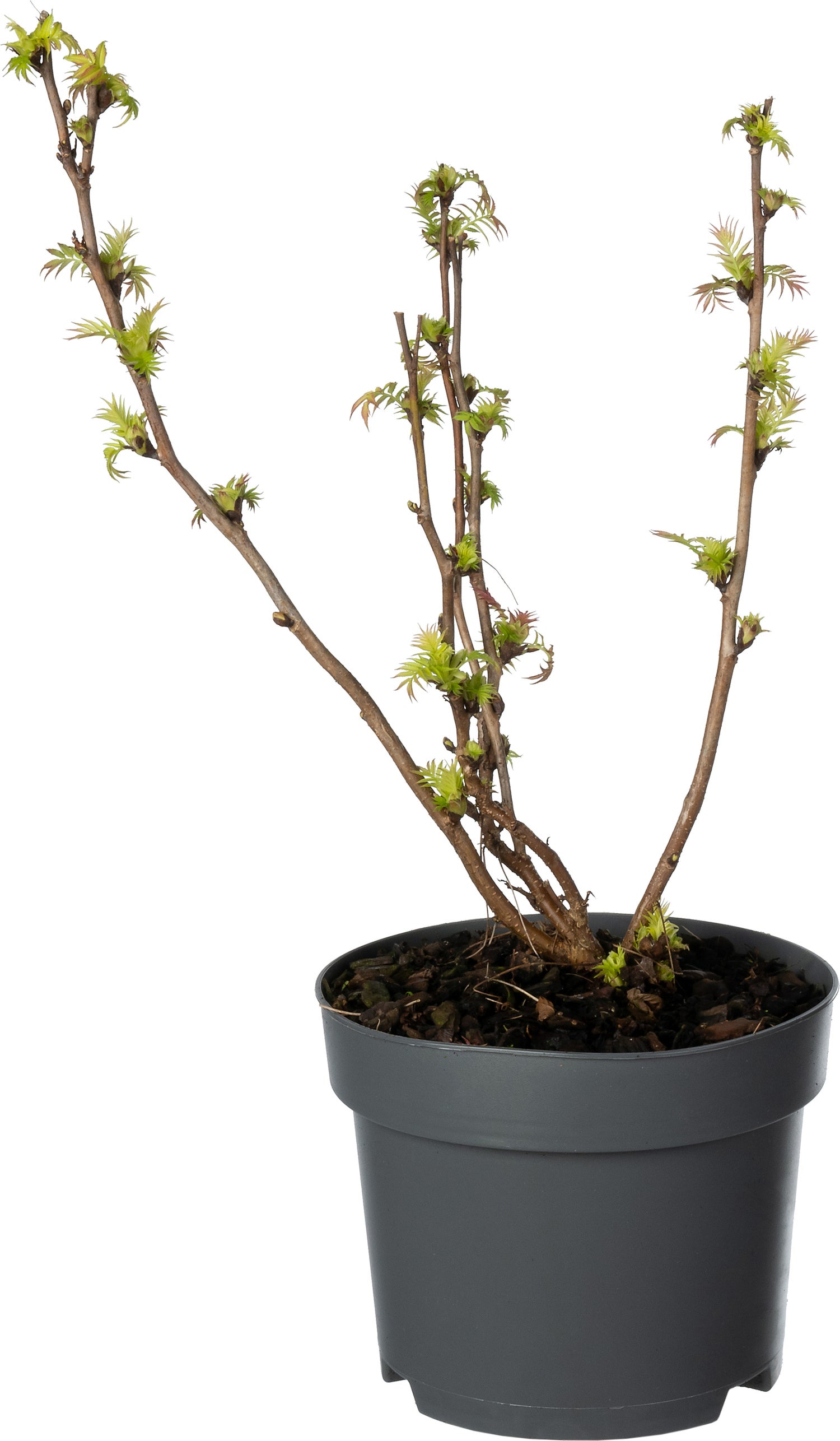 Lijsterbesspirea (Sorbaria sorbifolia 'Sem') D 17 H 25 cm