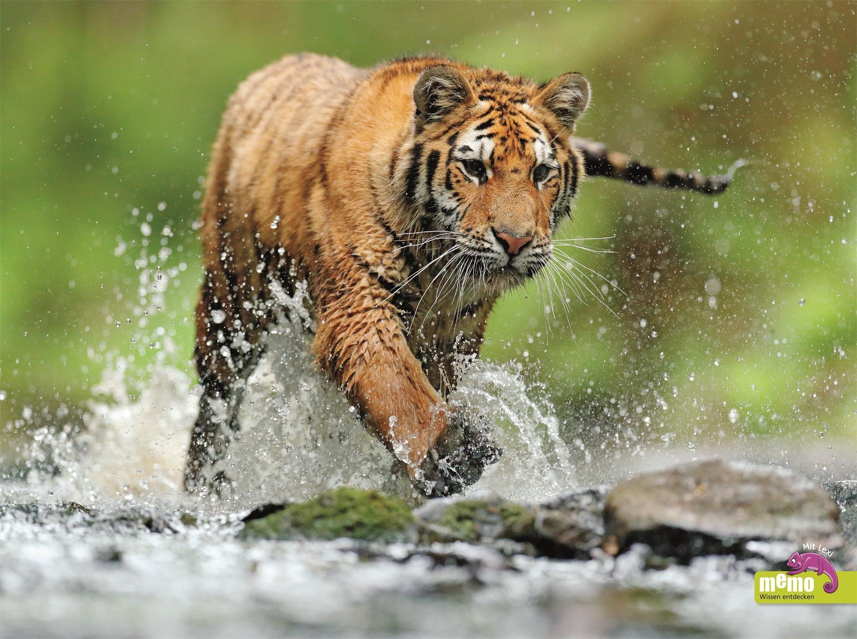 memo Wissen entdecken. Tiere