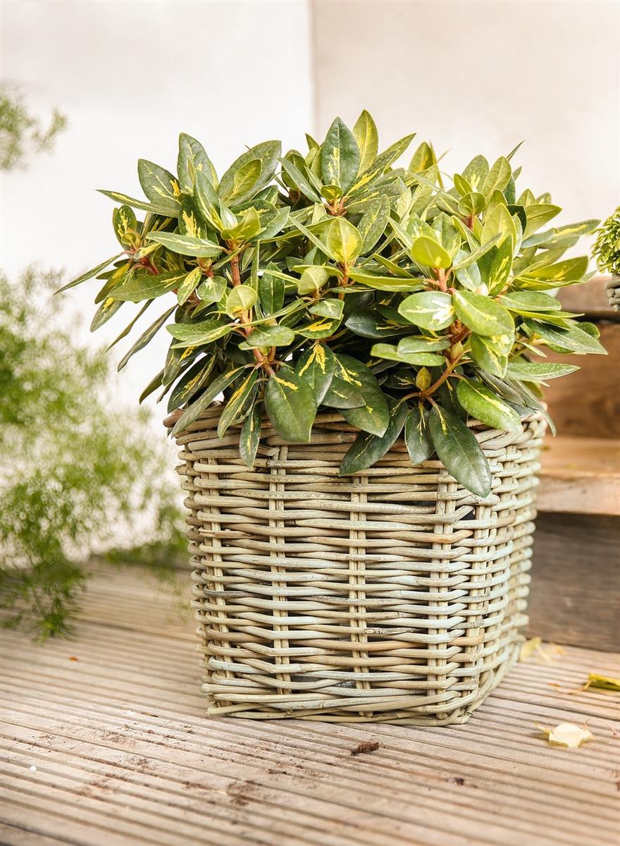 Dekoleidenschaft Koboo Grijze rotan plantenbak, vierkant, grijs, groot, bloempot, plantenbak, buitenbak, bloempot
