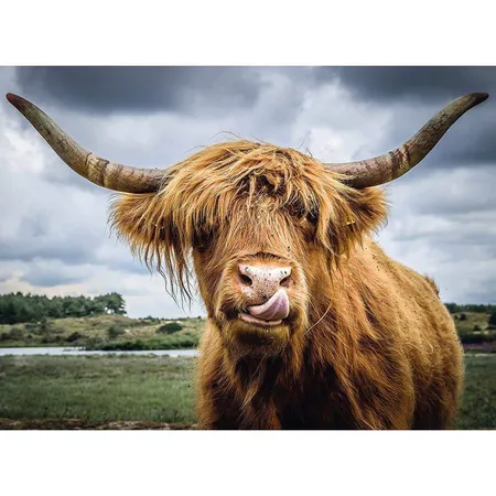 Ravensburger Puzzle Highland Cattle, 300 Teile