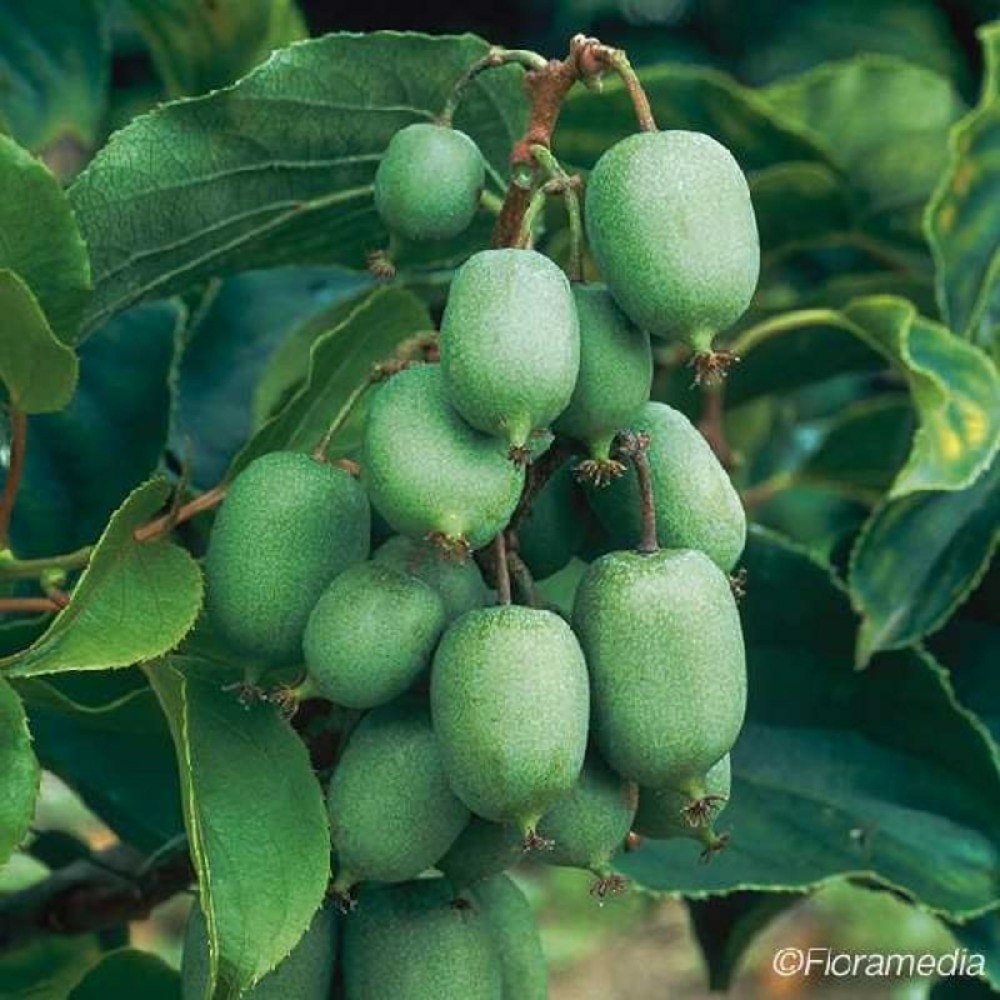 Kiwaï autofertile 'kokuwa' - actinidia arguta 3l