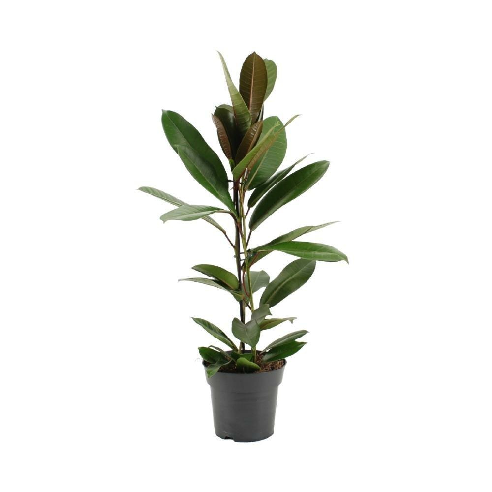Plante d'intérieur - ficus america tresor 75.0cm
