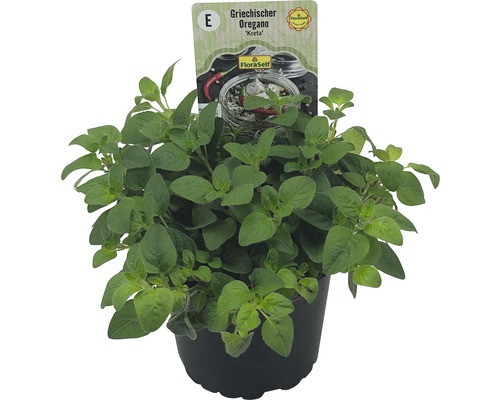 Oregano FloraSelf Origanum vulgare 'Crete' Ø 12 cm pot
