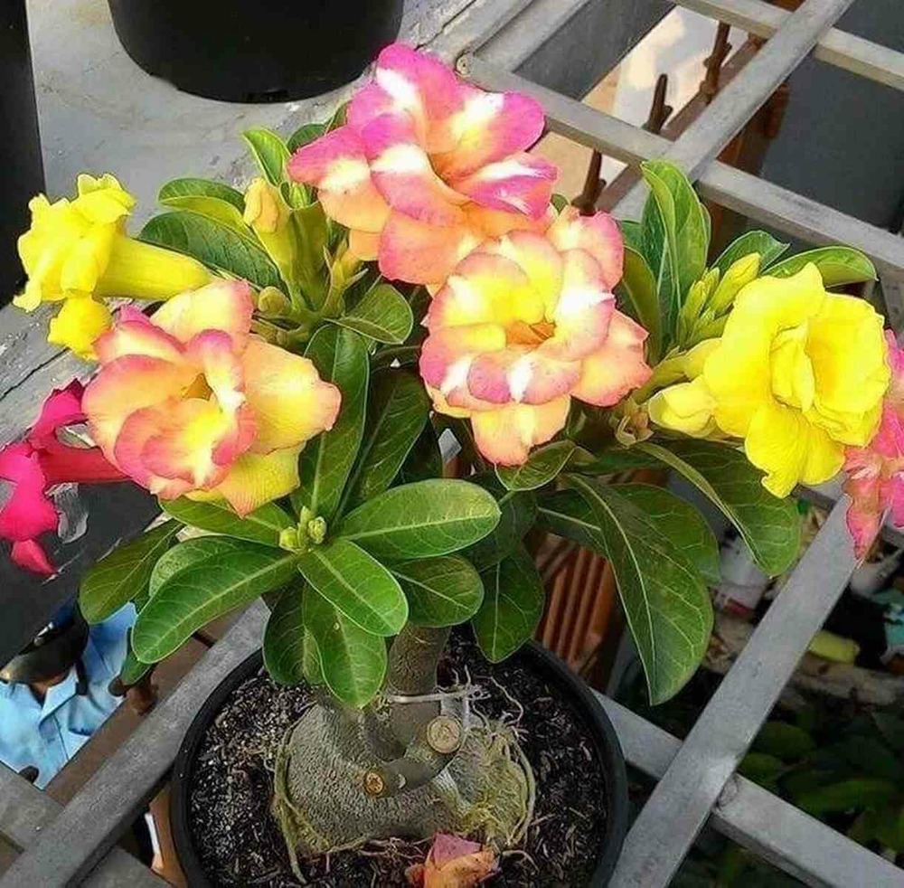 Adenium obesum cv.banburi jaune et rouge - taille caudex d'environ 300g 20/25cm