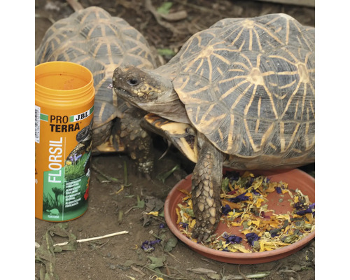 JBL PROTERRA FLORSIL schildpaddenvoer, hoofdvoer met bloemen voor alle landschildpadden, 250 ml