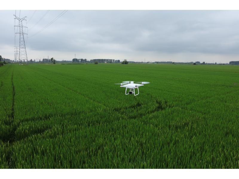 DJI Enterprise Multikopter Phantom 4 Multispectral DJI Care Zuverlässige Drohne für Land- und Forstwirtschaft