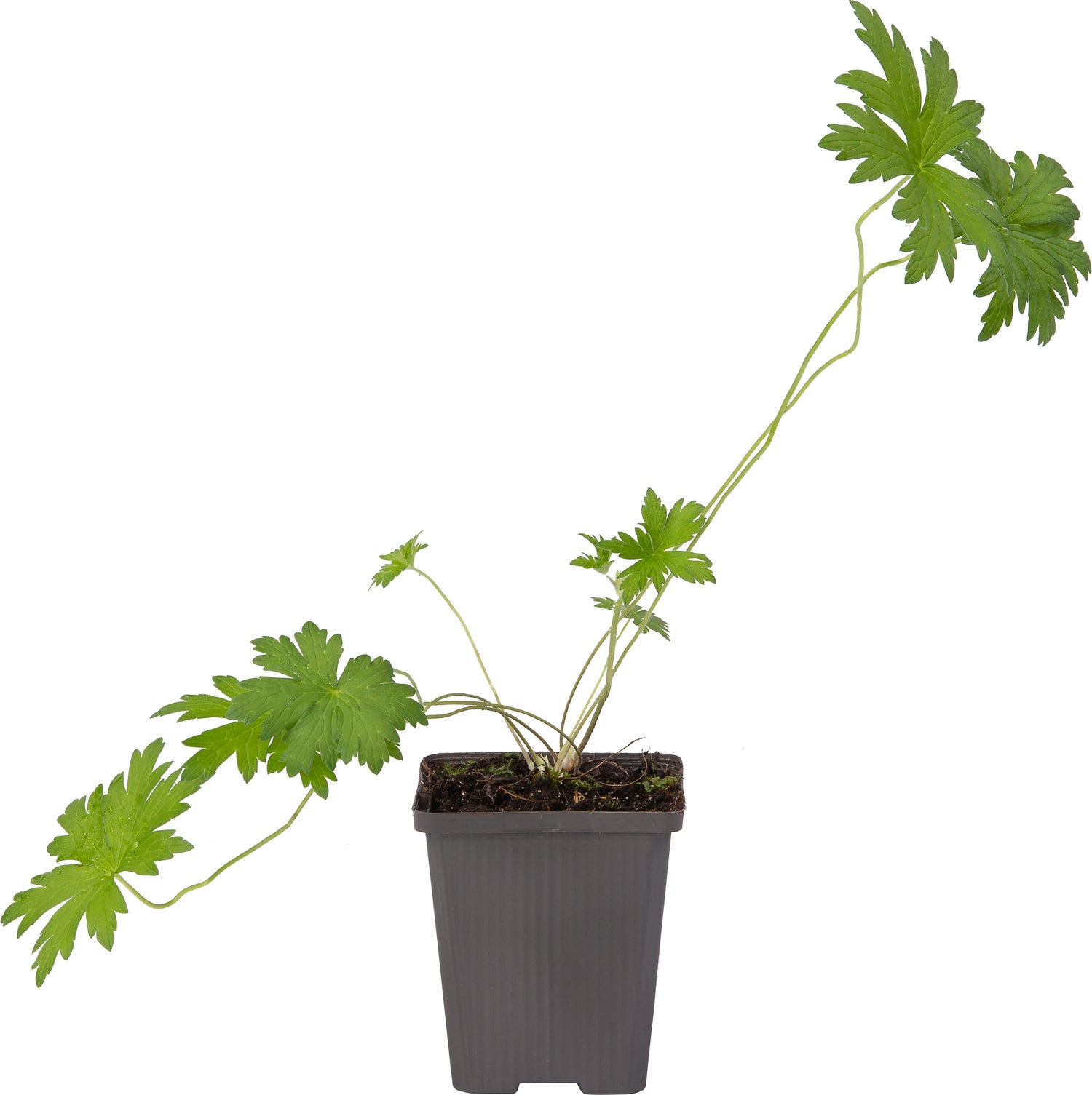 Ooievaarsbek (Geranium palustis) D 9 H 20 cm