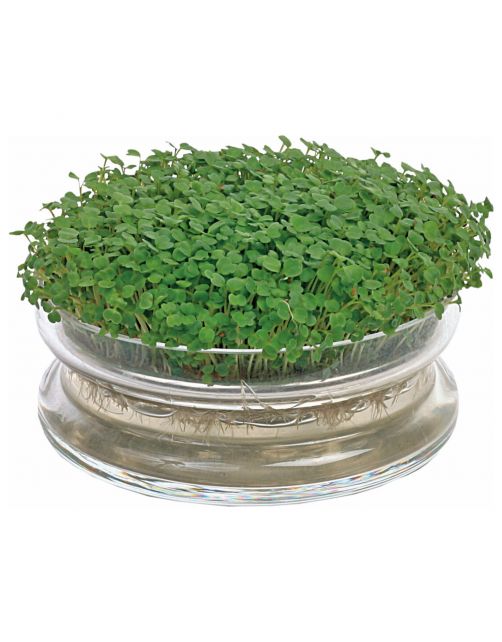 Buzzy Organic Sprouting Glazen Bowl Met Rucola  Bio - Groentezaden - per stuk