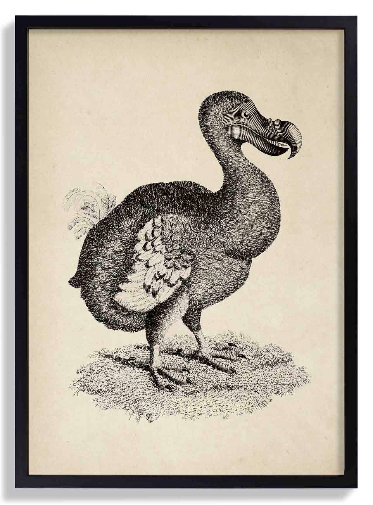 Antiker Dodo