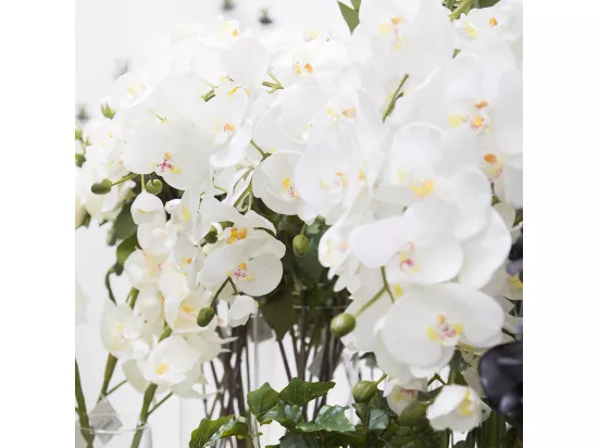 Tige d'Orchidée Phalaenopsis Forever - Fuchsia