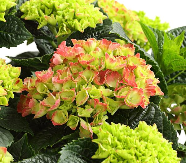 Bauern-Hortensie, ca. 30-40 cm