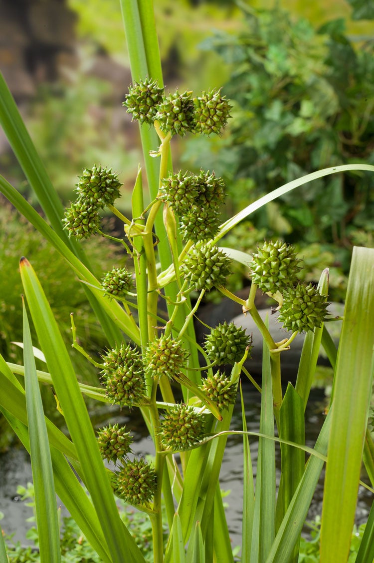 Grote Egelskop (Sparganium erectum) D 18 H 30 cm