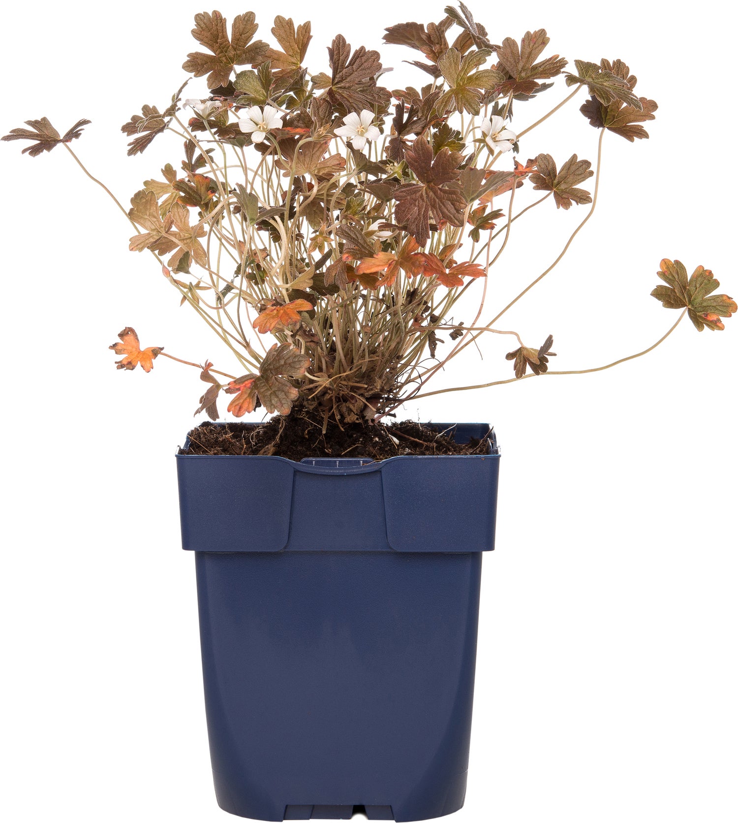 Ooievaarsbek (Geranium sessiliflorum 'Sanne') D 11 H 10 cm