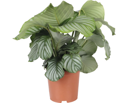Calathea orbifolia (FloraSelf) H 80-85 cm Ø 21 cm pot, bossig