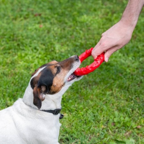 Anel de brinquedo Ferplast vermelho para higiene dental de cães