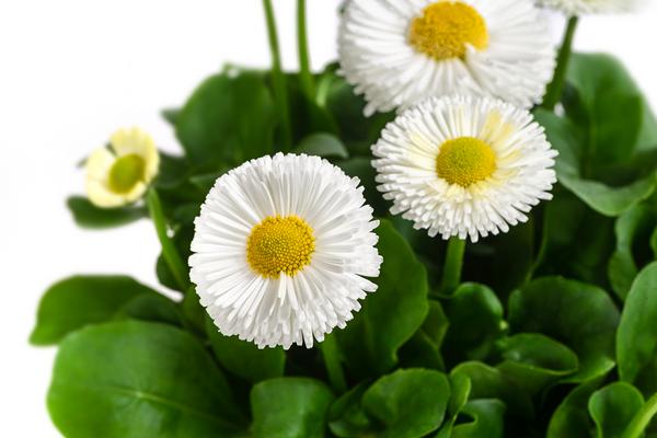 Gänseblümchen, verschiedene Farben