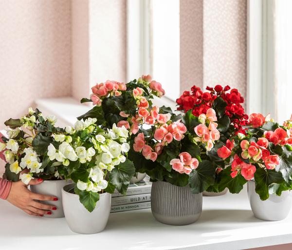 Elatior-Begonie - Begonia elatior, Busch,