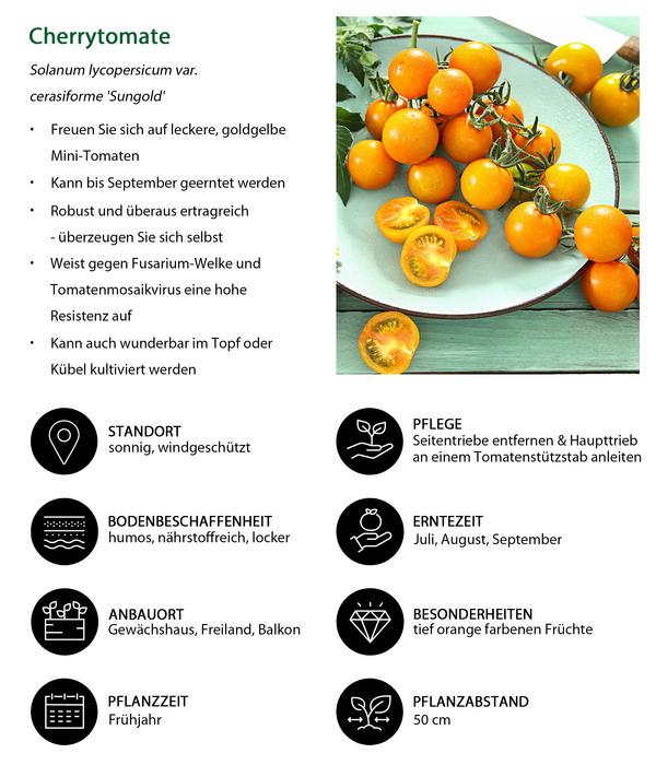 Cherrytomate 'Sungold'