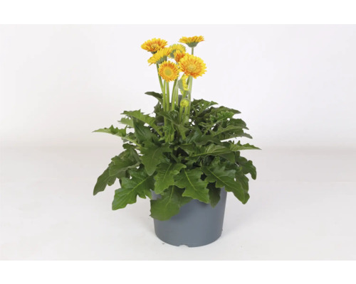 Gerbera Garvinea® Sweet Blaze FloraSelf Ø 23 cm pot, tuingerbera met madeliefachtige bloemen, 35th Anniversary FloraSelf Edition
