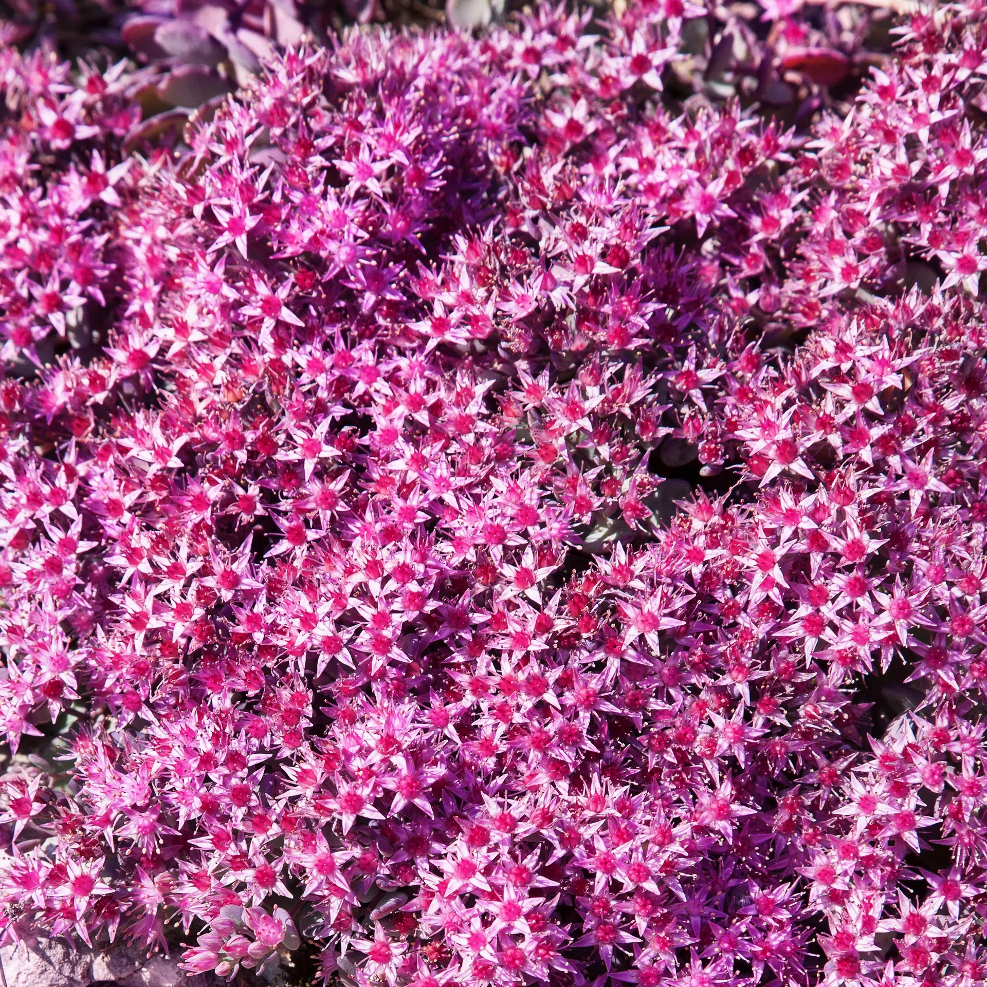 Sedum sieboldii Hengebergknapp Ø11 cm