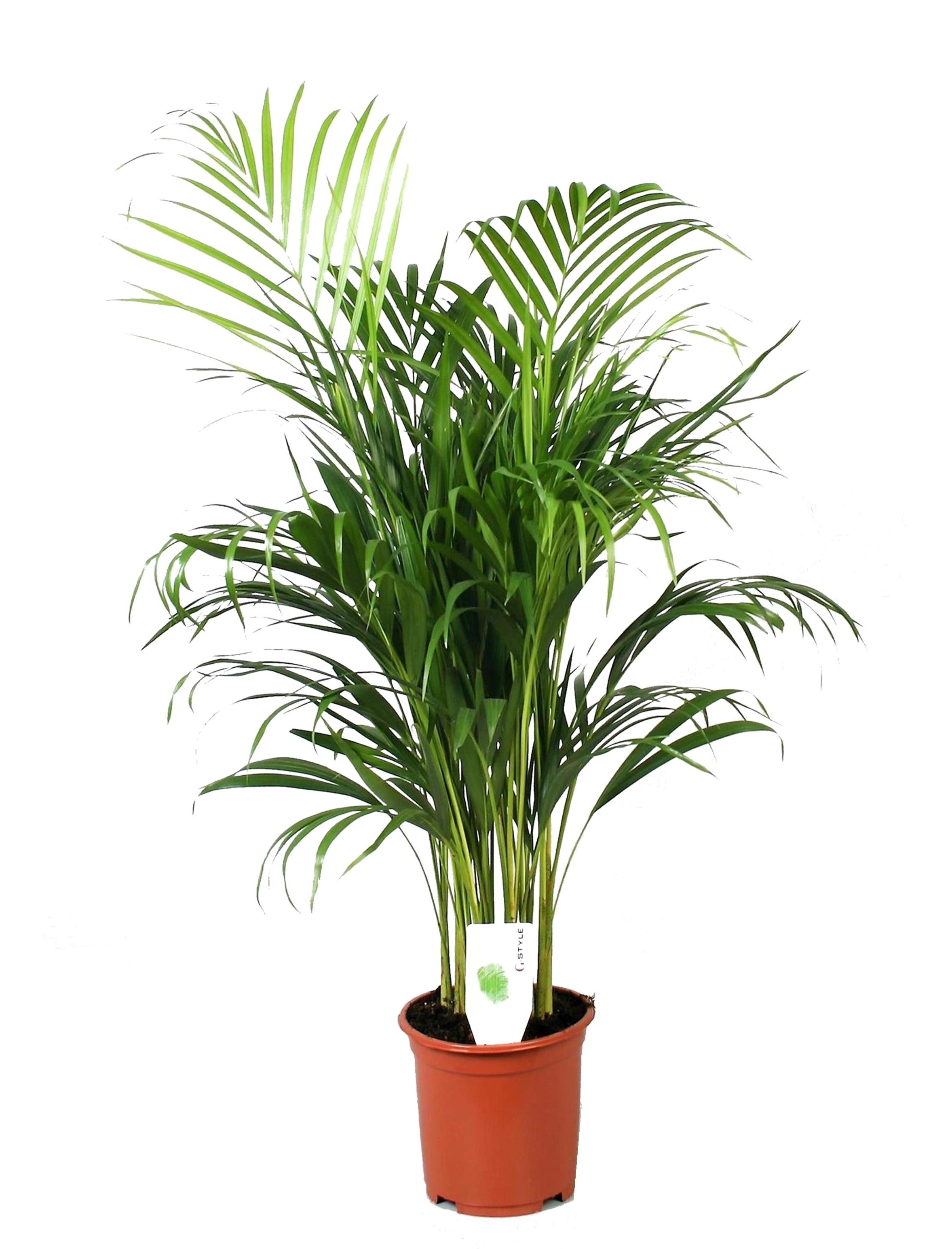 Dypsis lutescens - areca gold palm - pot 21cm - hauteur 100-120cm