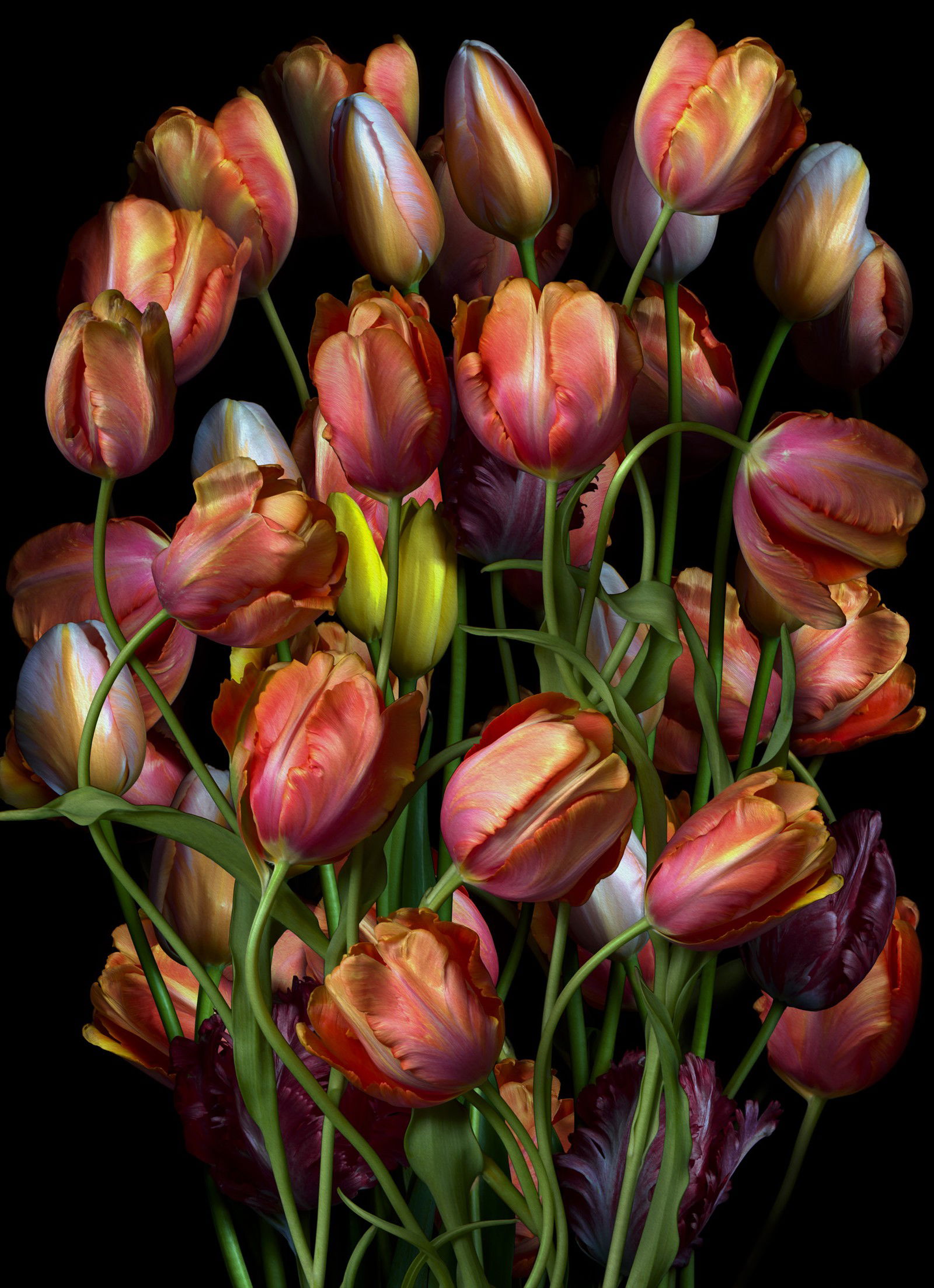 Florescence VI by Juan Fortes - Open Edition.