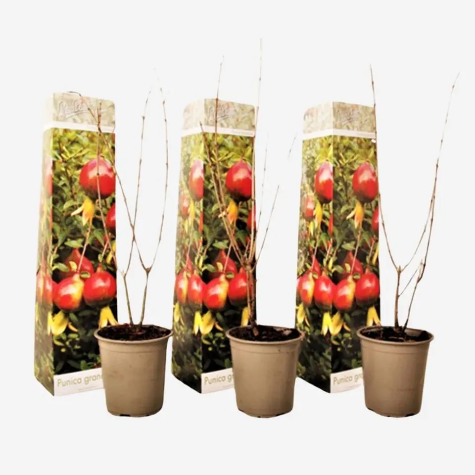 Granaatappel - Set van 3 - Punica granatum - Hoogte 25-40cm - ⌀9cm