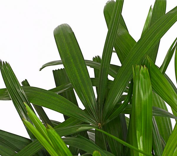 Steckenpalme - Rhapis excelsa