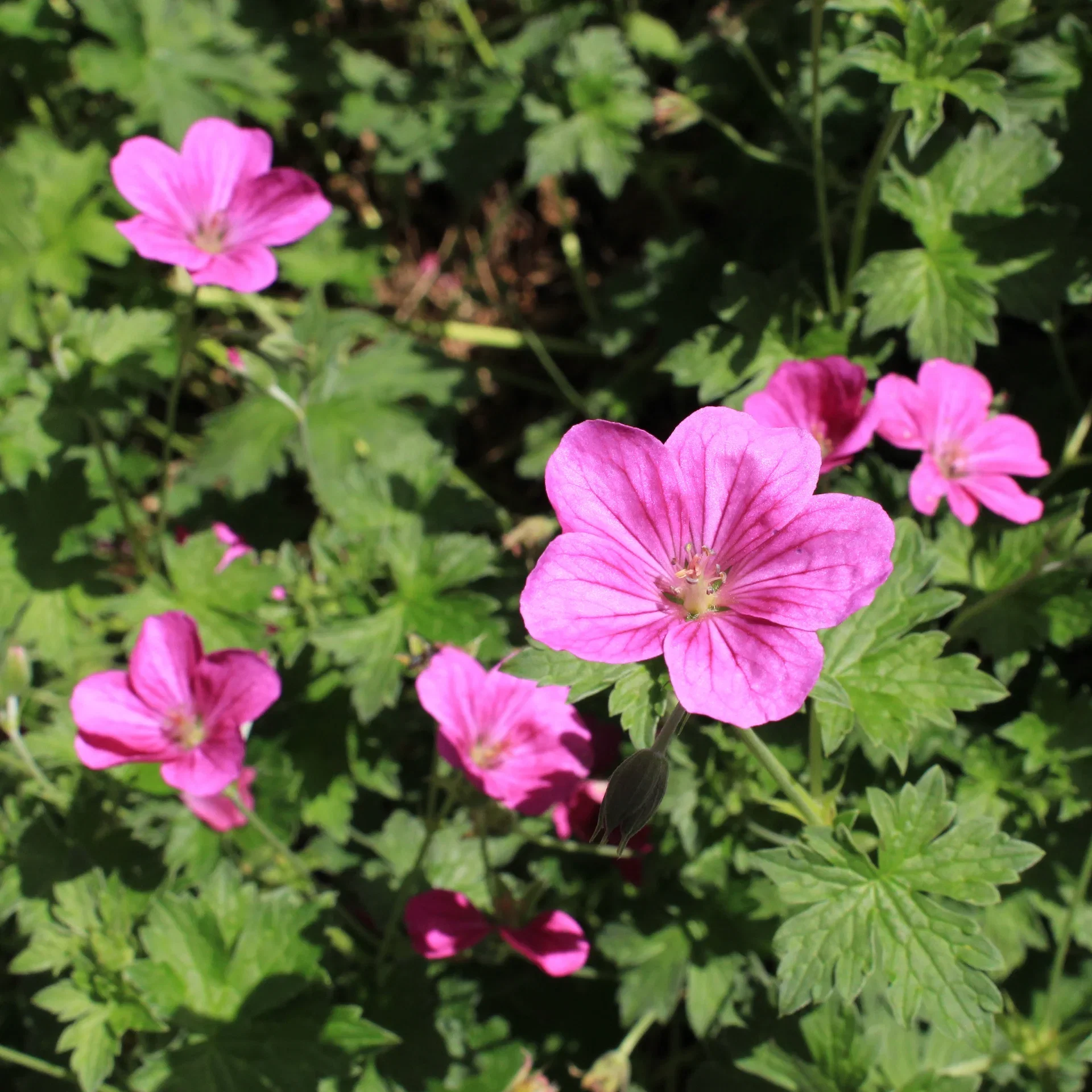 Russell Prichard Geranium Ø11 cm
